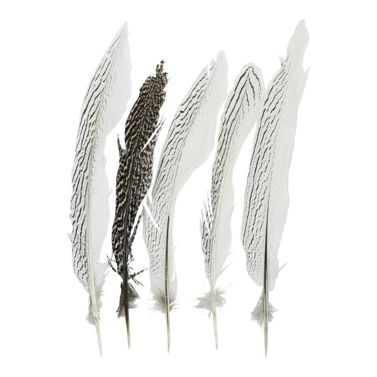 Feder Fasan 5er Set